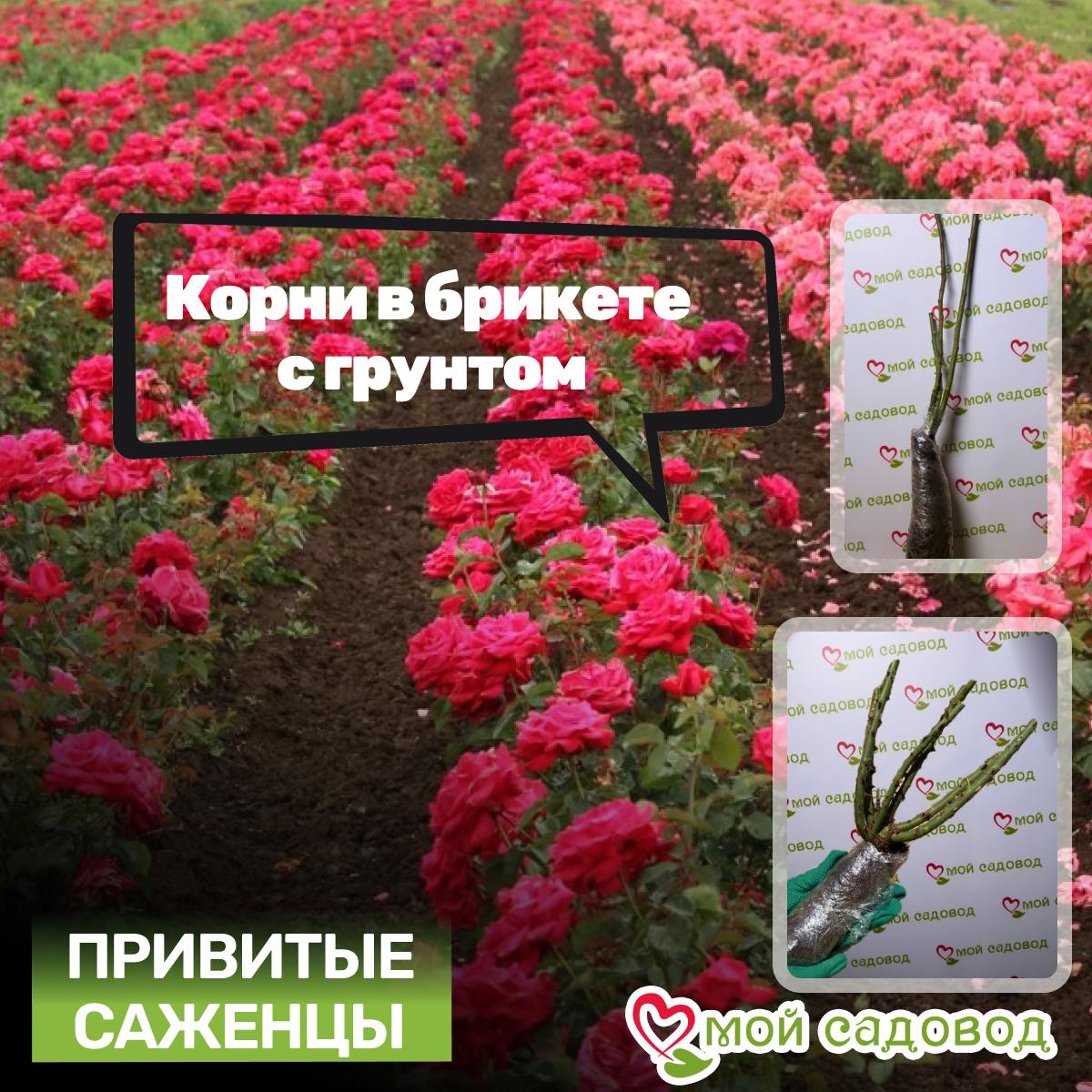 Роза Мандарин