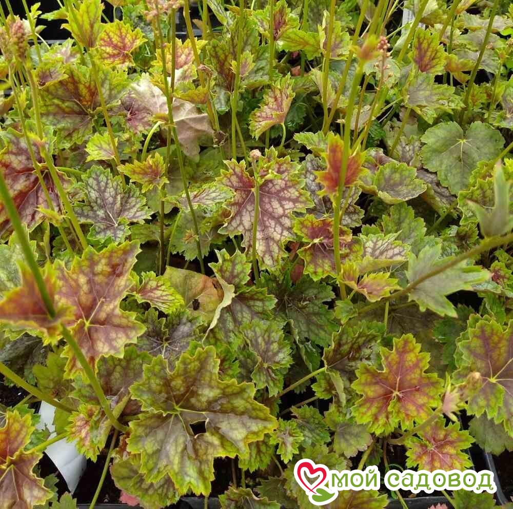 Гейхера Марвелоус Марбл (американская)