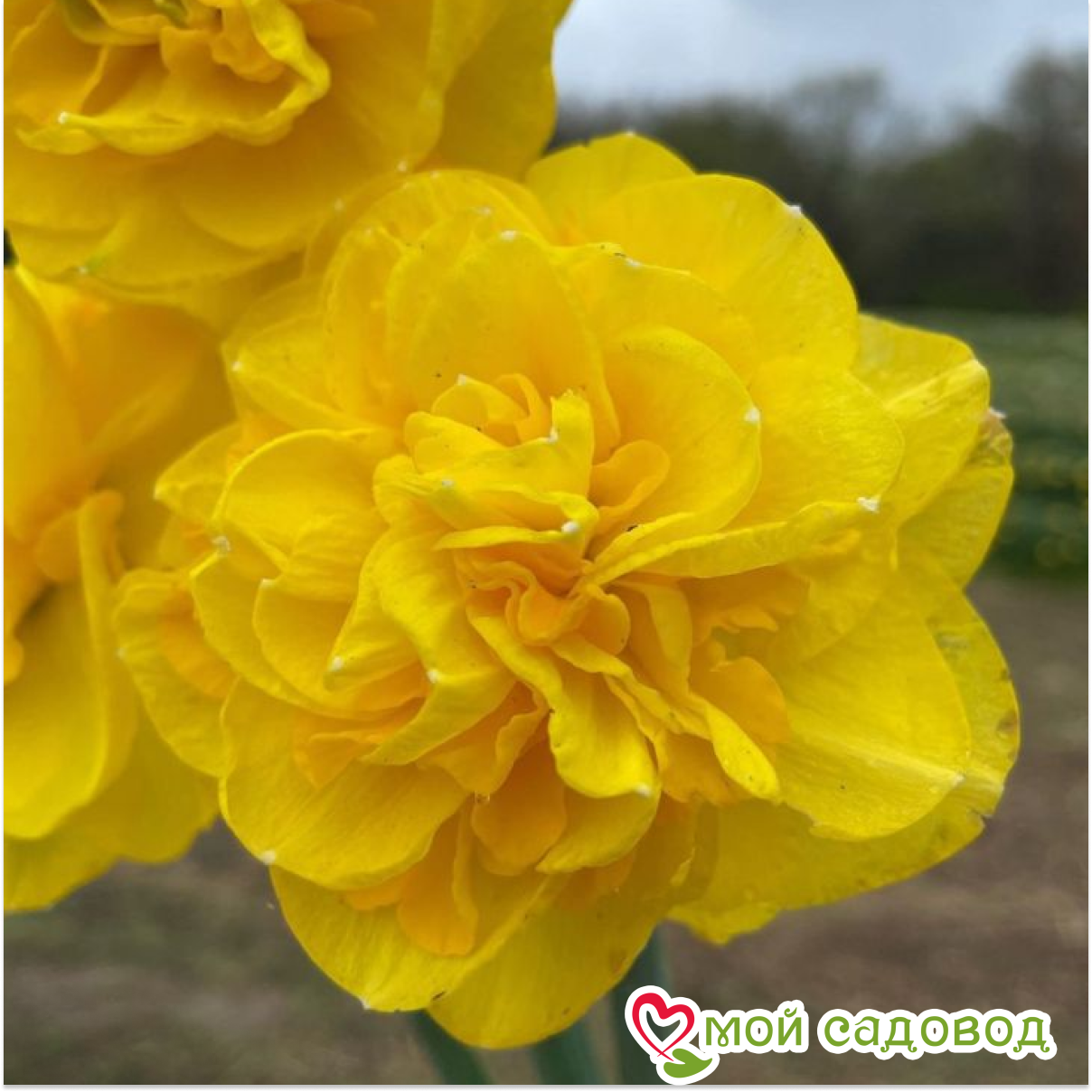 Нарцисс Дабл Голд Медал махровый